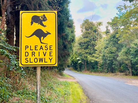 Horizontal closeup photo of a yellow warning information sign with koala bear and kangaroo symbols and black text, on the edge of a forest lined road in countryside NSW.