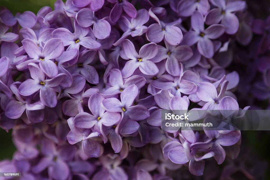 Lilas fleuri - Photo de Lilas libre de droits