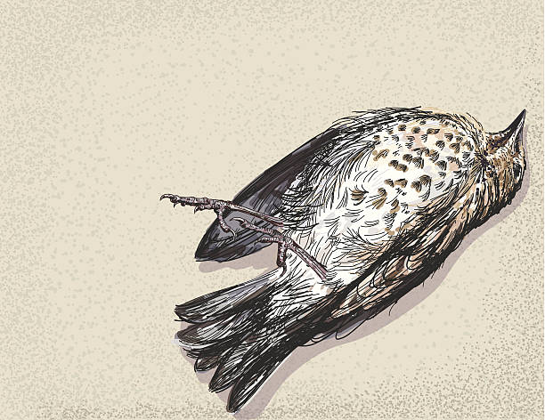 Dead Bird Illustration Dead Bird Illustration. dead bird stock illustrations