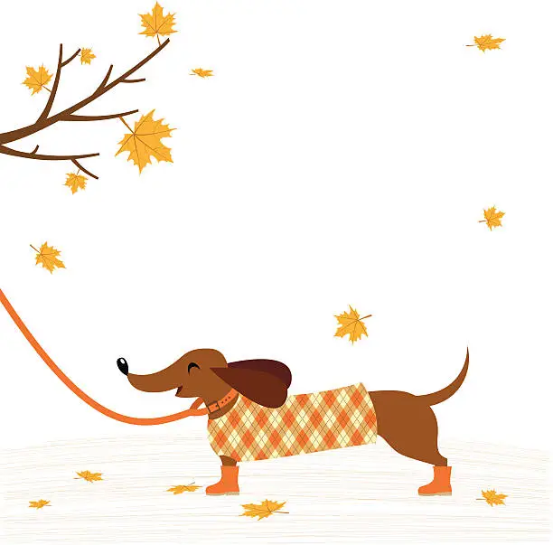 Vector illustration of Dachshund dog in coat