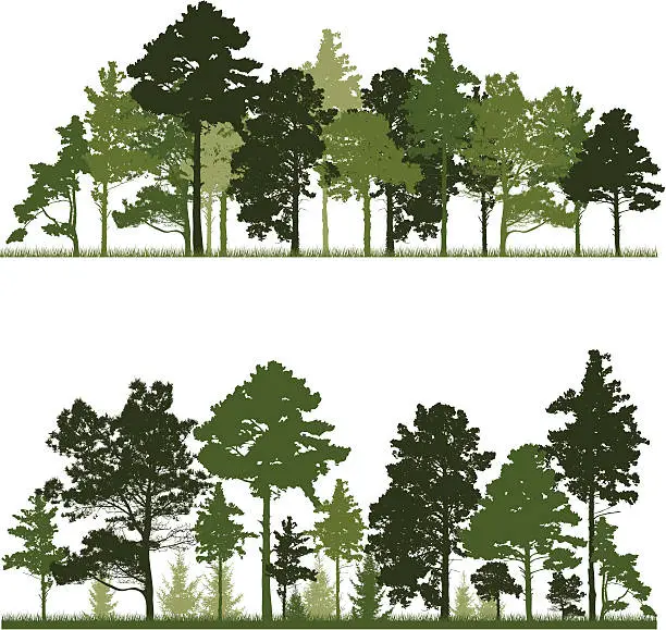 Vector illustration of Illustration of a conifer tree in forest