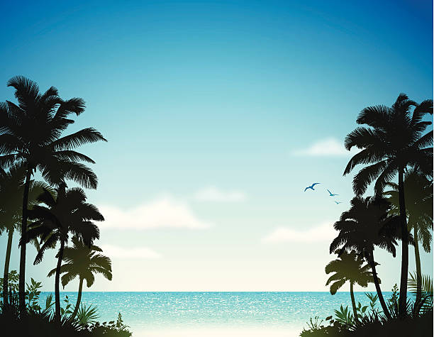 tropischen strand mit palmen - palm tree tree summer sky stock-grafiken, -clipart, -cartoons und -symbole