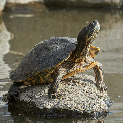 A freshwater turtle is perched on a rock to sunbathe.  Turtles need to sunbathe several hours a day to produce vitamin D and raise their body temperatures.