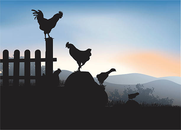 Generations 4 generations of chickens farm silhouettes stock illustrations
