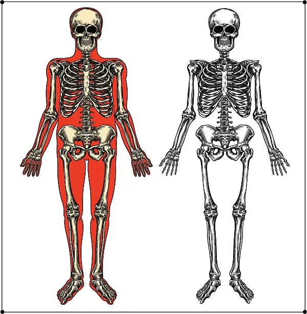 Vector illustration of Human skeleton