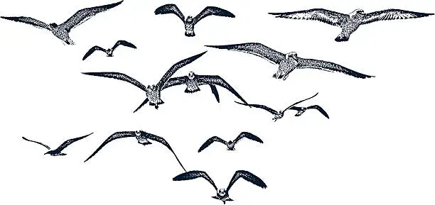Vector illustration of Flock Of Seagulls