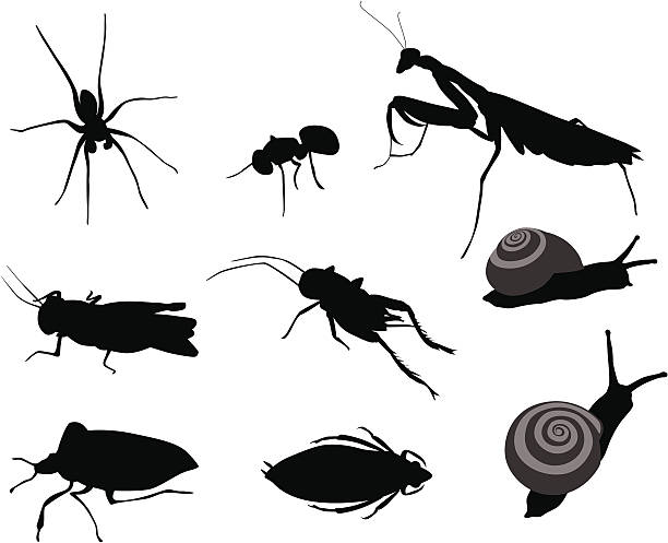 bugs bugs vector silhouette - cırcır böceği böcek stock illustrations