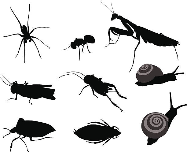 Bugs Bugs Vector Silhouette A-Digit long horn beetle stock illustrations