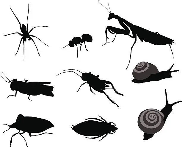 Vector illustration of Bugs Bugs Vector Silhouette