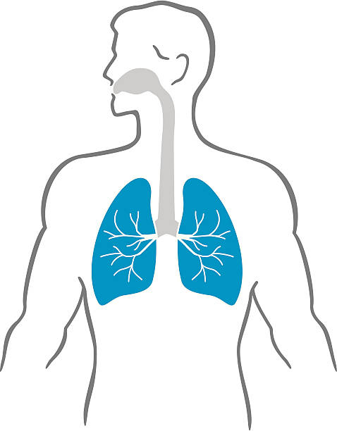 płuc i ludzkiego ciała - nasopharynx stock illustrations