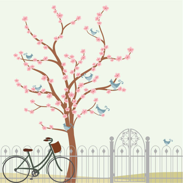 illustrazioni stock, clip art, cartoni animati e icone di tendenza di aria fresca ciliegio e bicicletta - blossom growth single flower cherry blossom