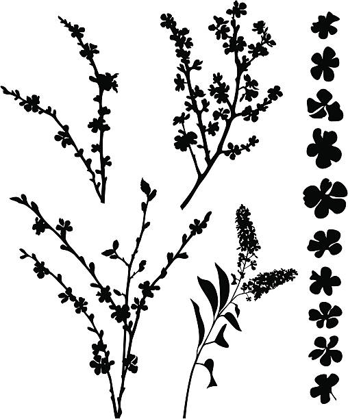 illustrazioni stock, clip art, cartoni animati e icone di tendenza di primavera blossomed filiali - blossom growth single flower cherry blossom