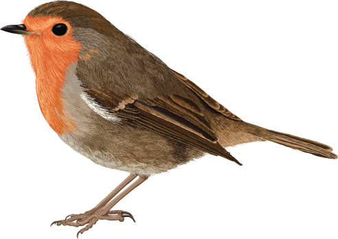 An illustration of a European Robin. This illustration was created by painting the feathers using the brush tool in Illustrator.