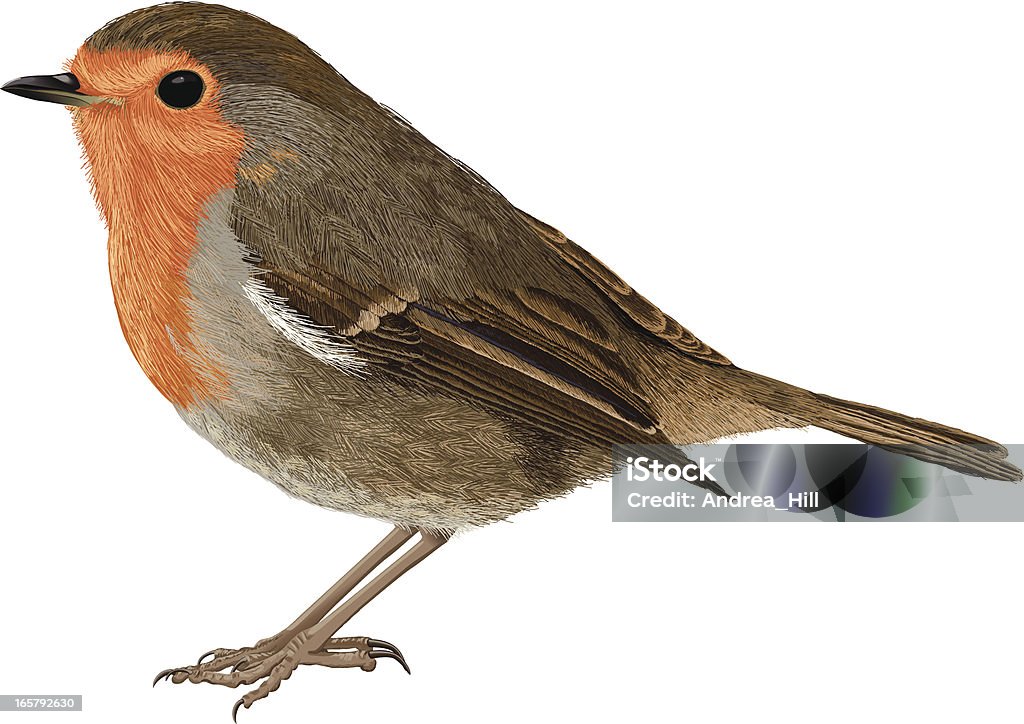 European Robin An illustration of a European Robin. This illustration was created by painting the feathers using the brush tool in Illustrator. Robin stock vector