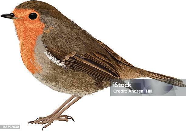 European Robin Stock Photo - Download Image Now - Robin, Bird