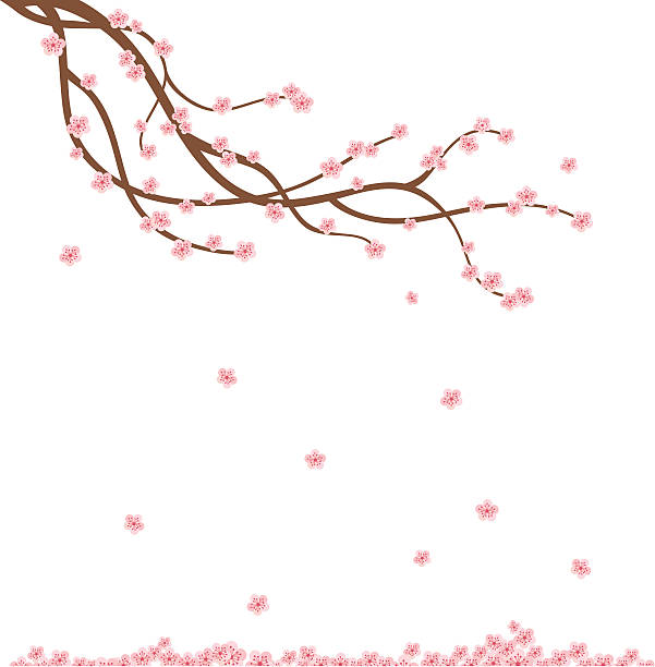 illustrazioni stock, clip art, cartoni animati e icone di tendenza di aria fresca ramo di ciliegio - blossom growth single flower cherry blossom