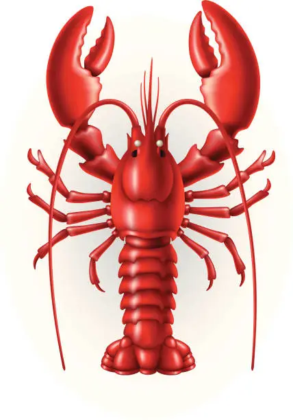 Vector illustration of Illustration of a red lobster on a white background