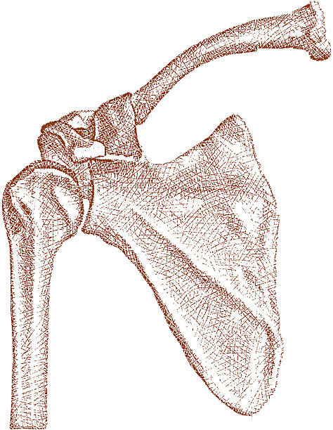 совместных с кости плеча - human skeleton body the human body pain stock illustrations