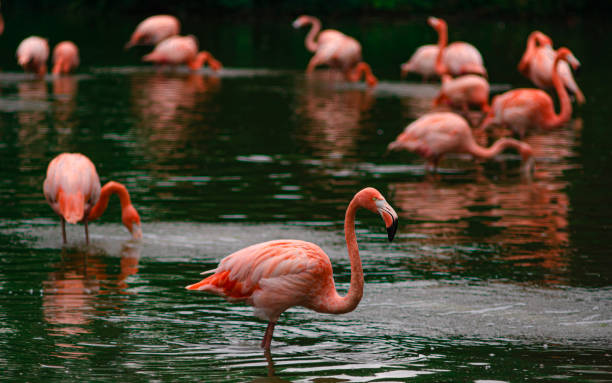 Flamingos at Chester Zoo. England