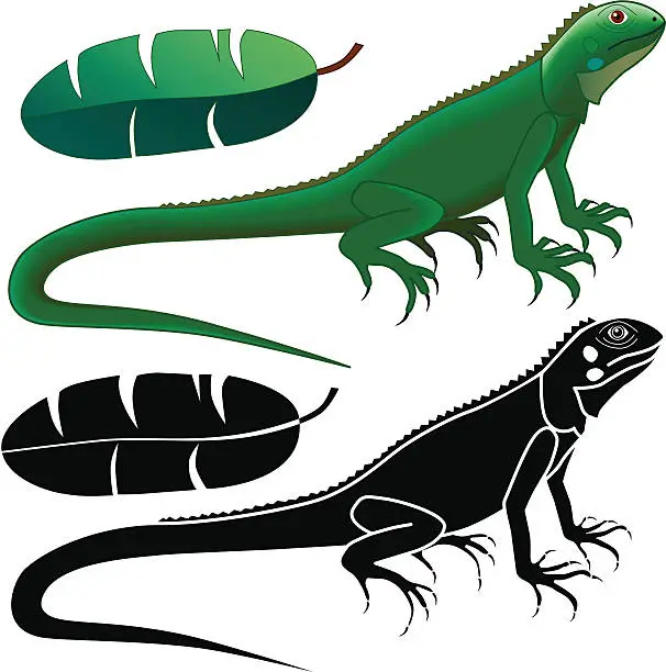 Vector illustration of iguana