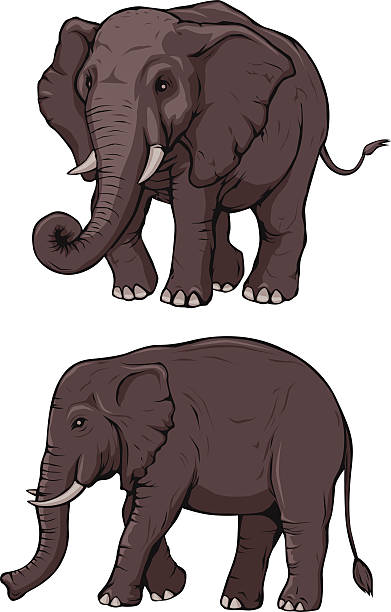 코끼리를 - elephant animal isolated white background stock illustrations