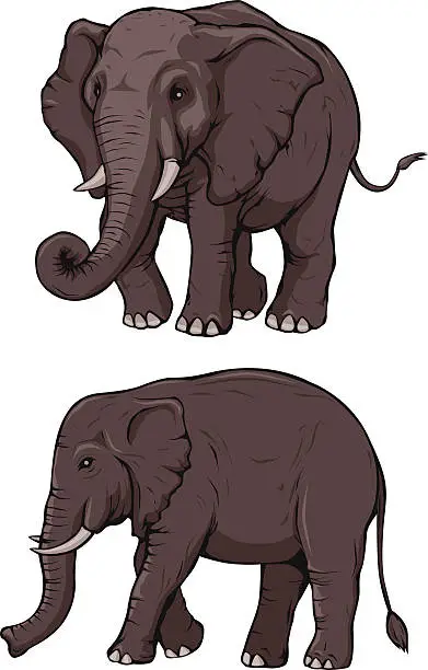 Vector illustration of elephants