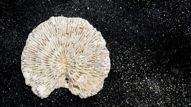 a beautiful sea rock shaped like a fan