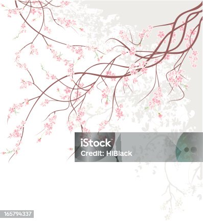 istock Cherry Blossom Branch 165794337