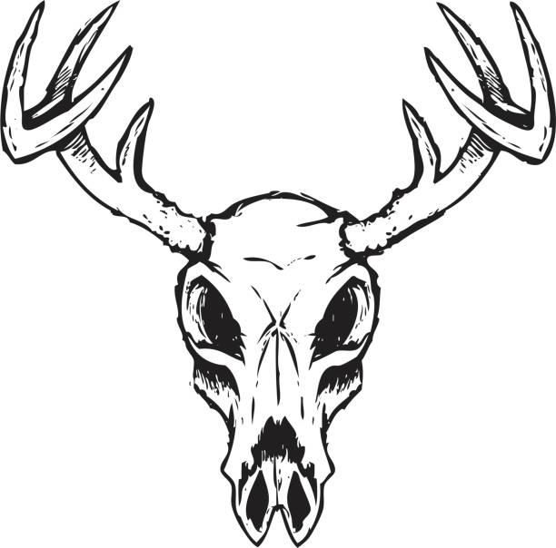 스케치 사슴 스컬 - antler stag deer animal skull stock illustrations