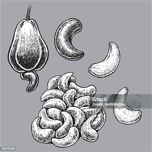 Cashew Nut Stock Illustration - Download Image Now - Cashew, Illustration, Allergy