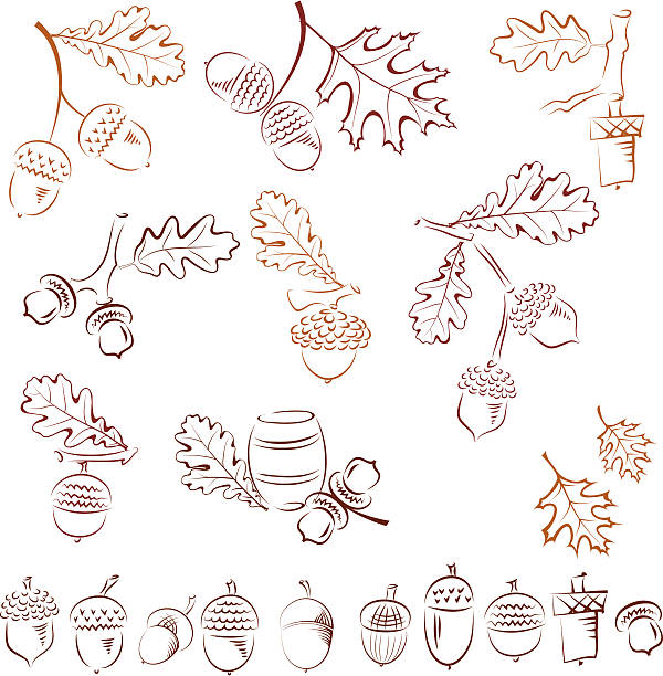 illustrazioni stock, clip art, cartoni animati e icone di tendenza di ghianda - acorn oak oak tree leaf