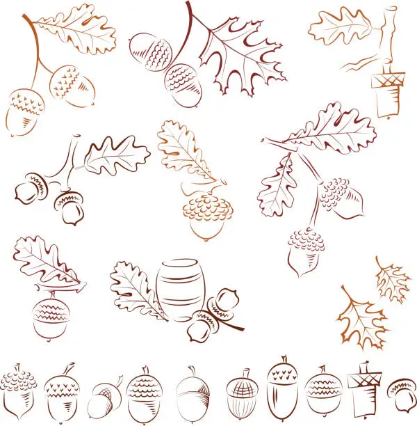 Vector illustration of Several drawings of acorns with fall leaves