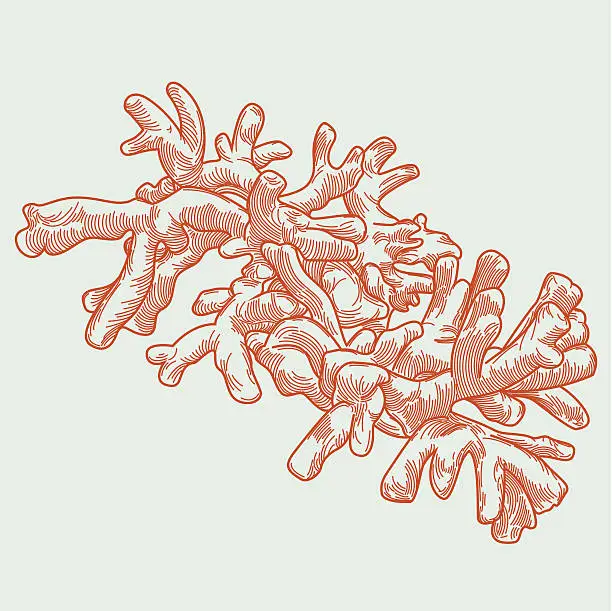 Vector illustration of Finger Coral