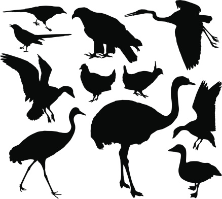 A collection of bird silhouettes.