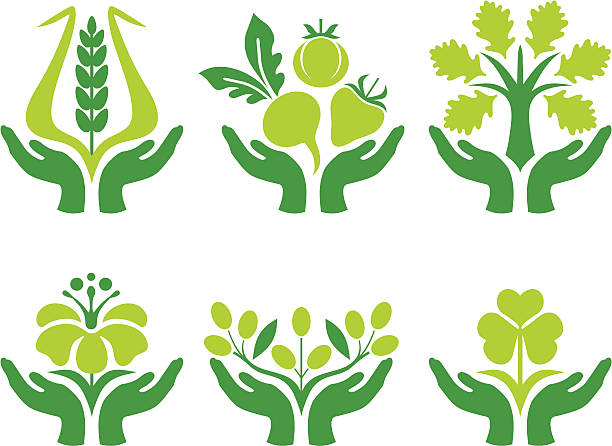 zielone ręce, ikony - development tree human hand bonsai tree stock illustrations