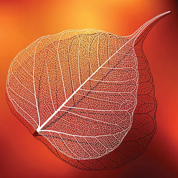 Vector illustration of Transparent Leaf