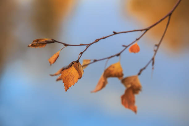 istock Birch branch with yellow leaves 1657961831
