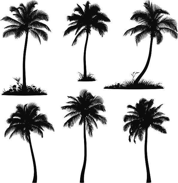 ilustrações, clipart, desenhos animados e ícones de as silhuetas das palmeiras - palm tree coconut palm tree vector tree