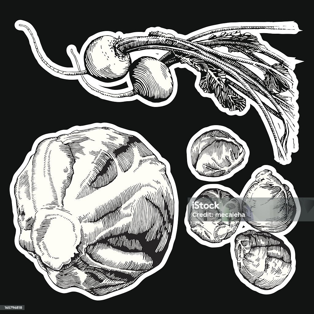 Legumes, tinta de desenho - Vetor de Couve-de-bruxelas royalty-free