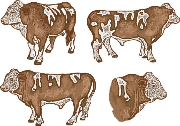 Vector illustration of Vector set of four beef cows or steer