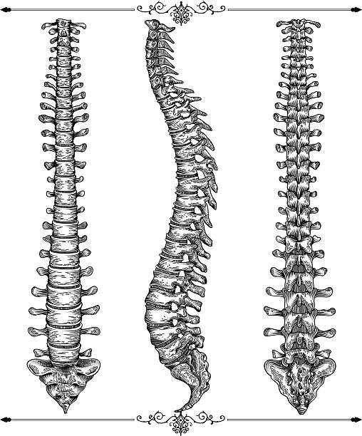 Human spine bone in three views.