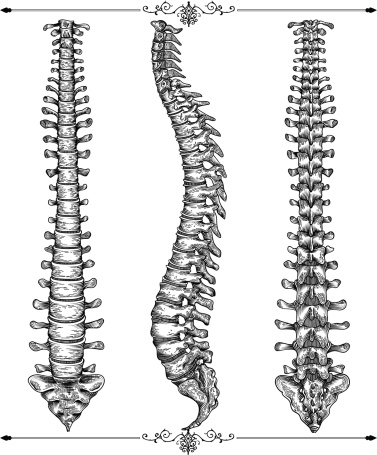 Human spine bone in three views.