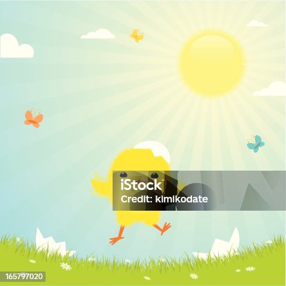 istock Easter chick 165797020