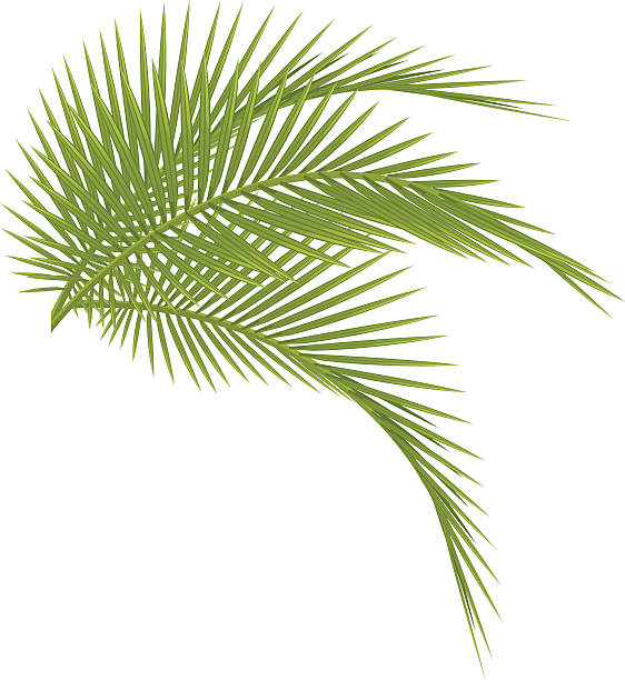 illustrations, cliparts, dessins animés et icônes de palm tree - palm leaf frond leaf backgrounds