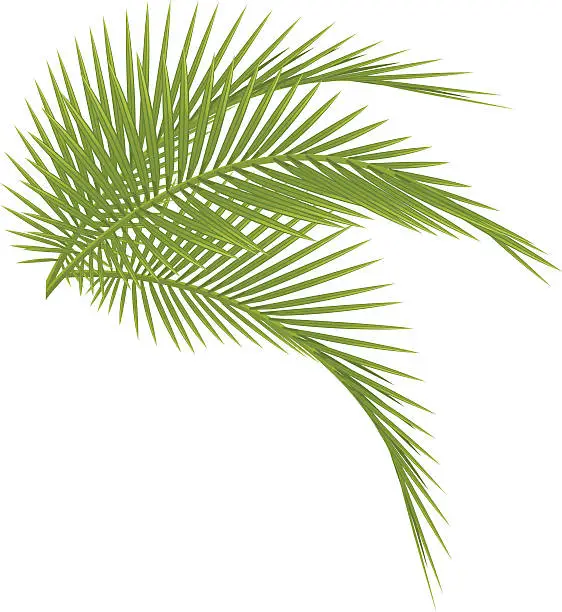 Vector illustration of Palm tree
