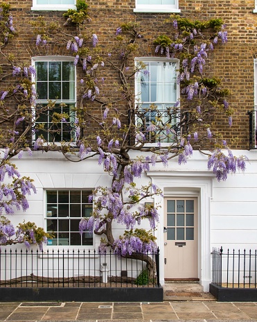 Wisteria on house in Chelsea