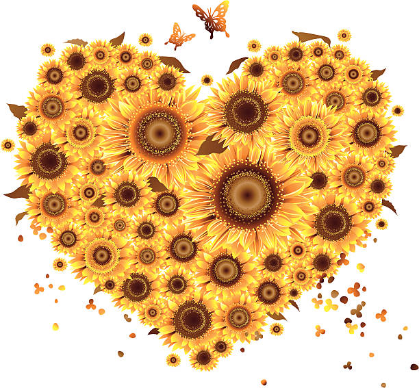 illustrazioni stock, clip art, cartoni animati e icone di tendenza di girasole amore forma - sunflower elegance messy flower