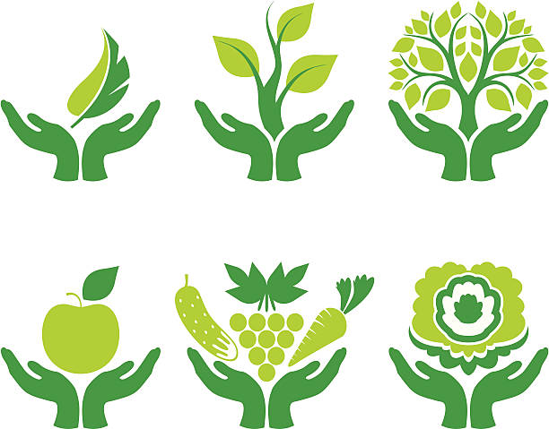 ilustraciones, imágenes clip art, dibujos animados e iconos de stock de verde las manos - growth plant human hand tree