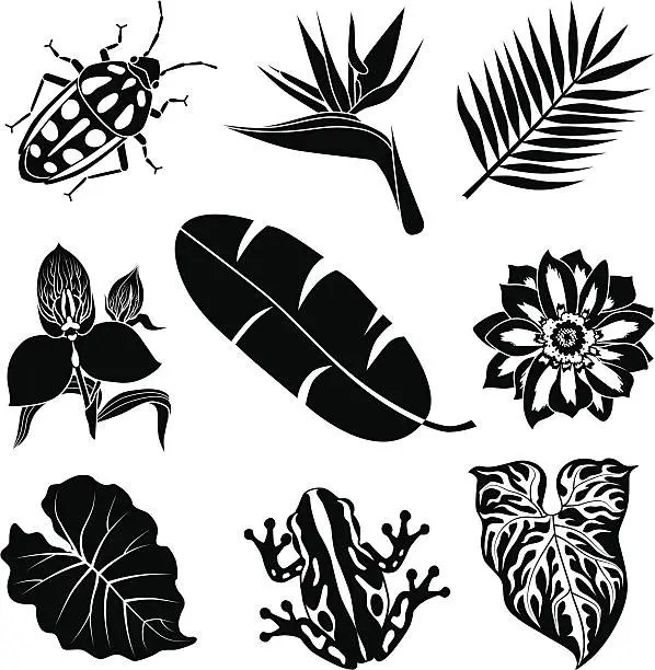 Vector illustration of tropical flora and fauna