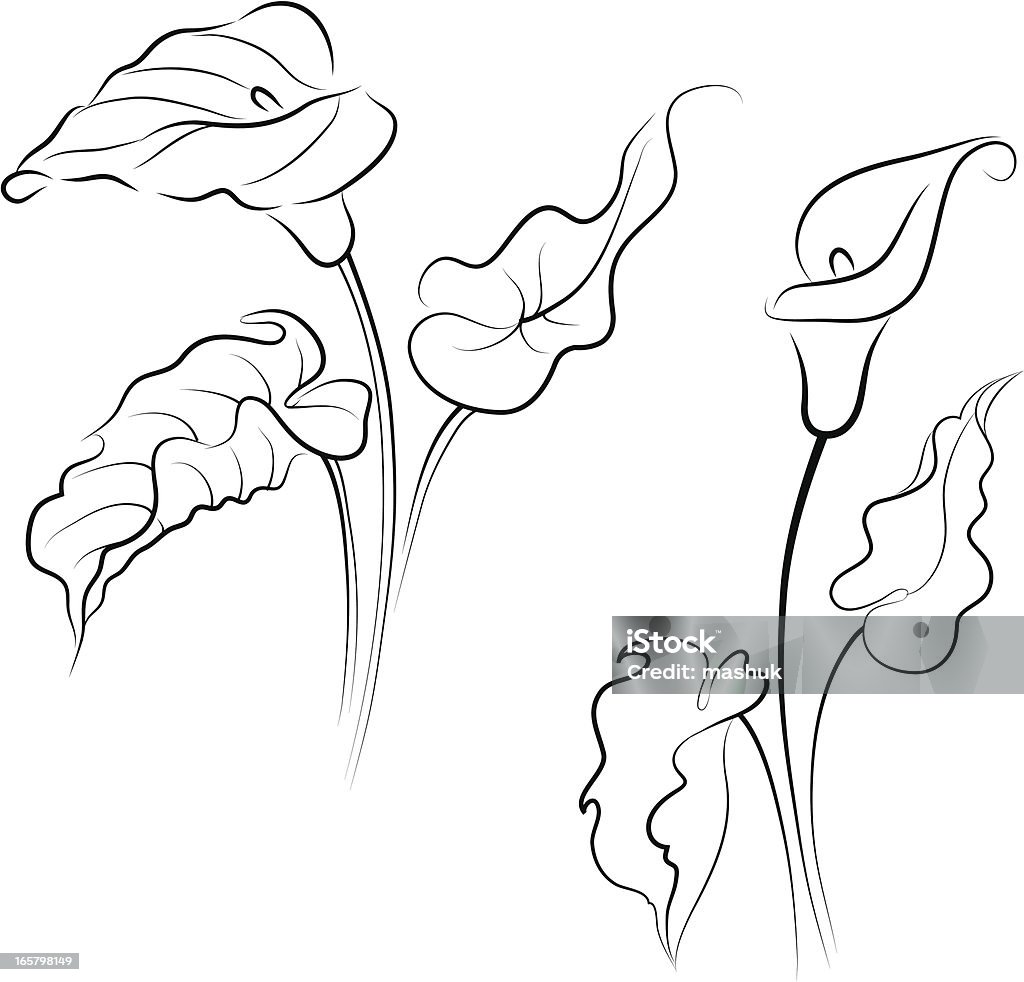 Calla lily file_thumbview_approve.php?size=1&id=18862899 Calla Lily stock vector